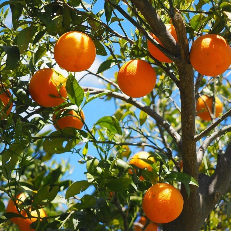 la fruteria de leo a66 12