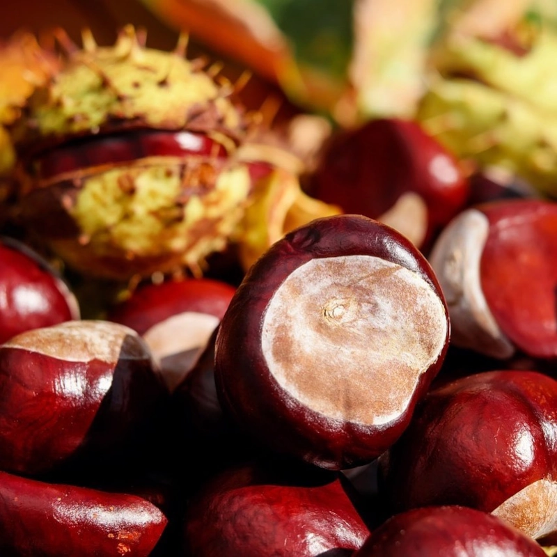 la fruteria de leo a66 17